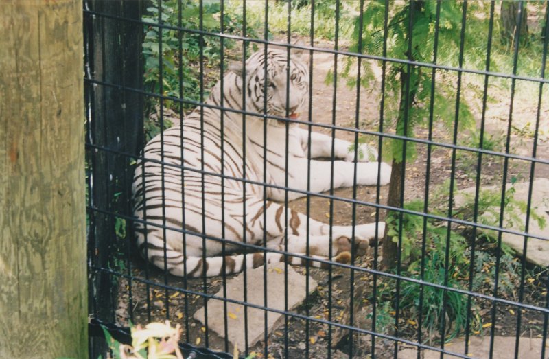 005-White Tiger.jpg